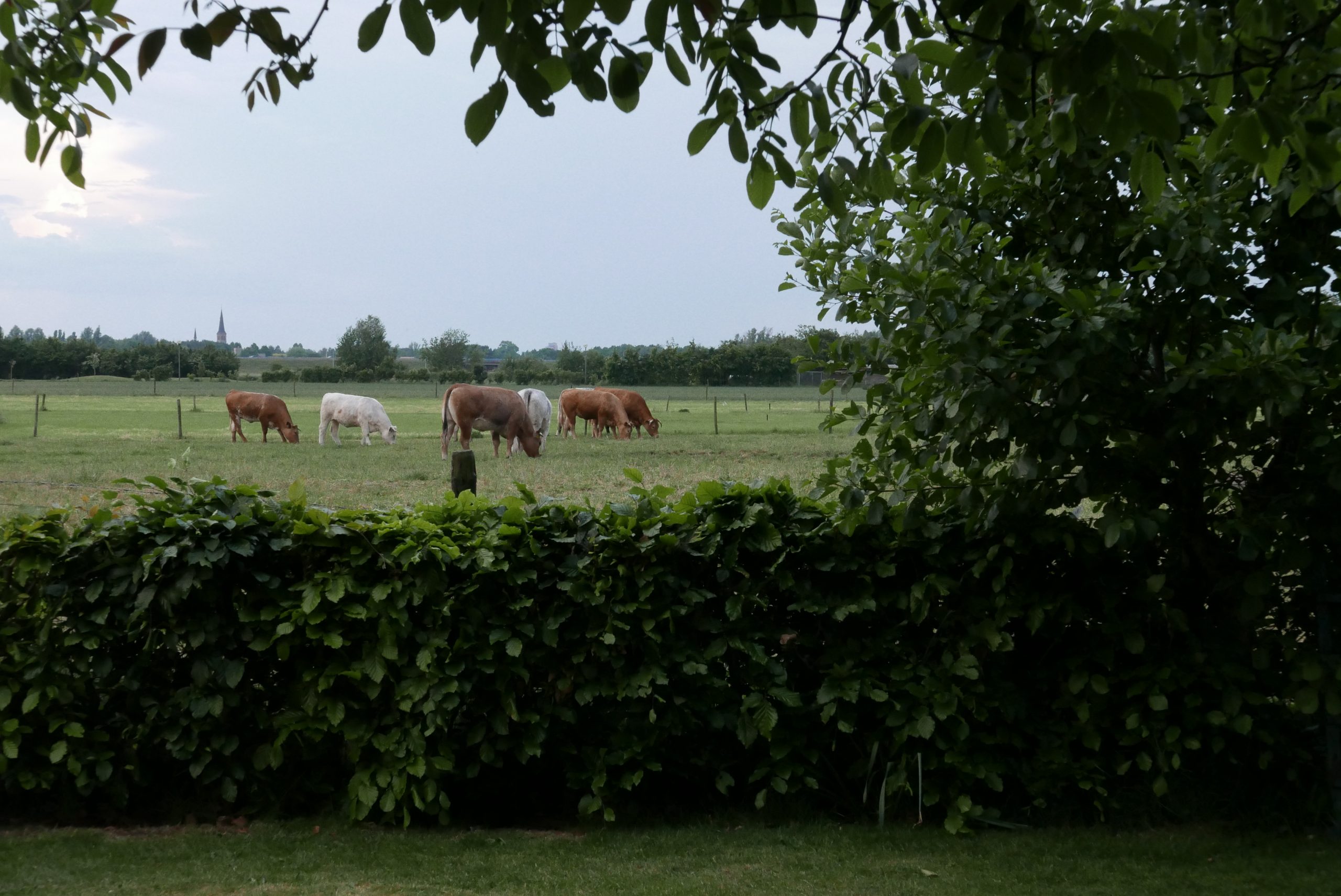 P1000335.jpg